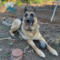Shelter Stray Male Dog last seen , 361 S Raymond Ave, Pasadena, CA 91105, USA