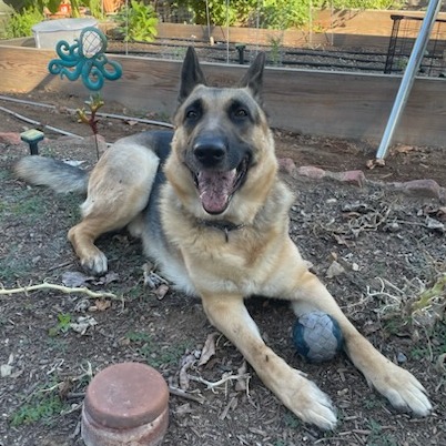 Shelter Stray Male Dog last seen , 361 S Raymond Ave, Pasadena, CA 91105, USA