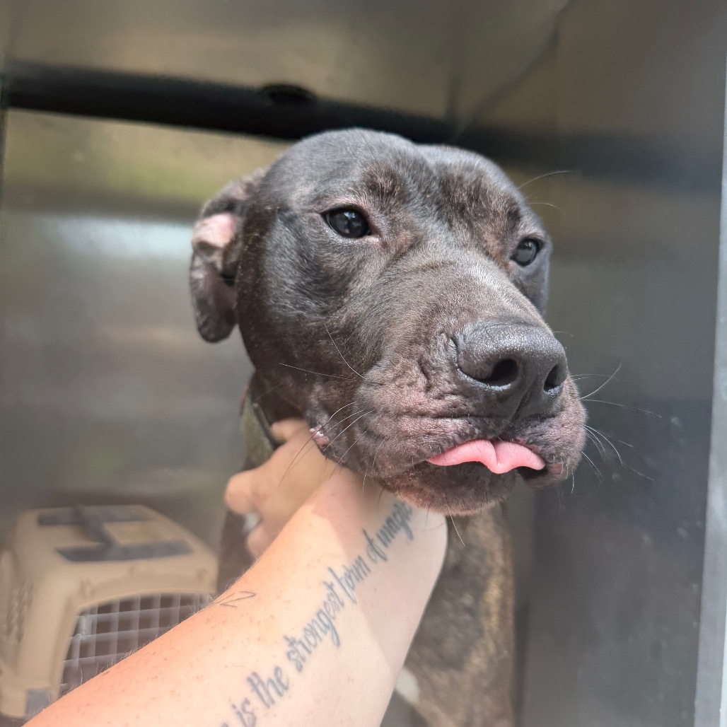 Shelter Stray Male Dog last seen , 980 Guilford College Rd, Greensboro, NC 27409, USA