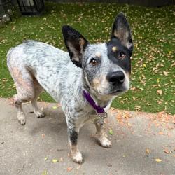 Shelter Stray Female Dog last seen , 3612 11th Ave, Los Angeles, CA 90018, USA