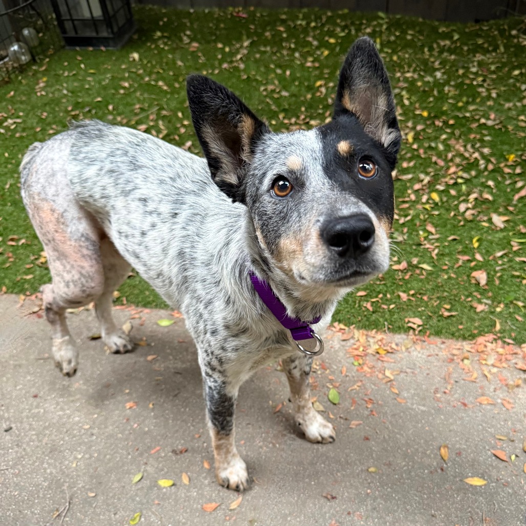 Shelter Stray Female Dog last seen , 3612 11th Ave, Los Angeles, CA 90018, USA