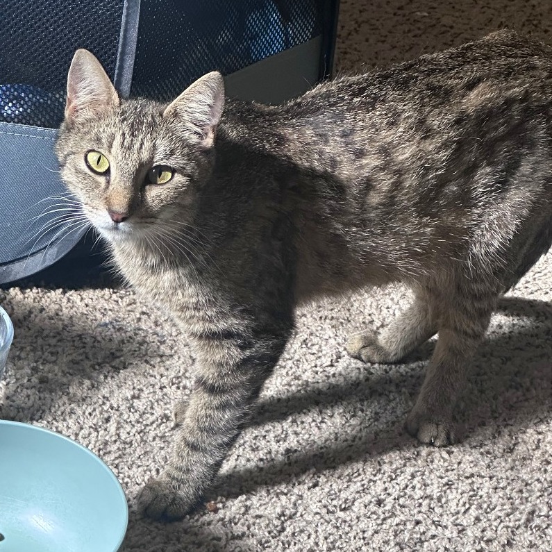 Shelter Stray Unknown Cat last seen , 2350 Appling City Cove, Memphis, TN 38133, USA