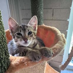 Shelter Stray Female Cat last seen , 2350 Appling City Cove, Memphis, TN 38133, USA