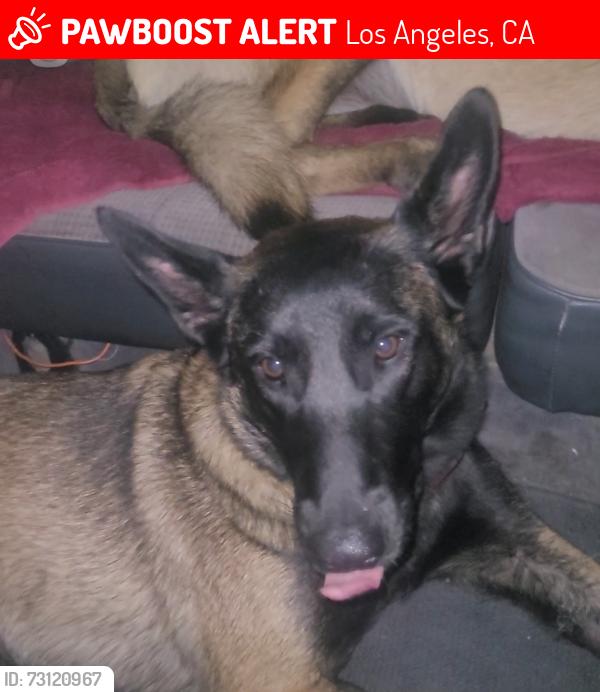 Lost Female Dog last seen WALMARTSUPER CENTER IN PORTER RANCH,CA, Los Angeles, CA 91326