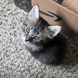 Shelter Stray Female Cat last seen , 2350 Appling City Cove, Memphis, TN 38133, USA