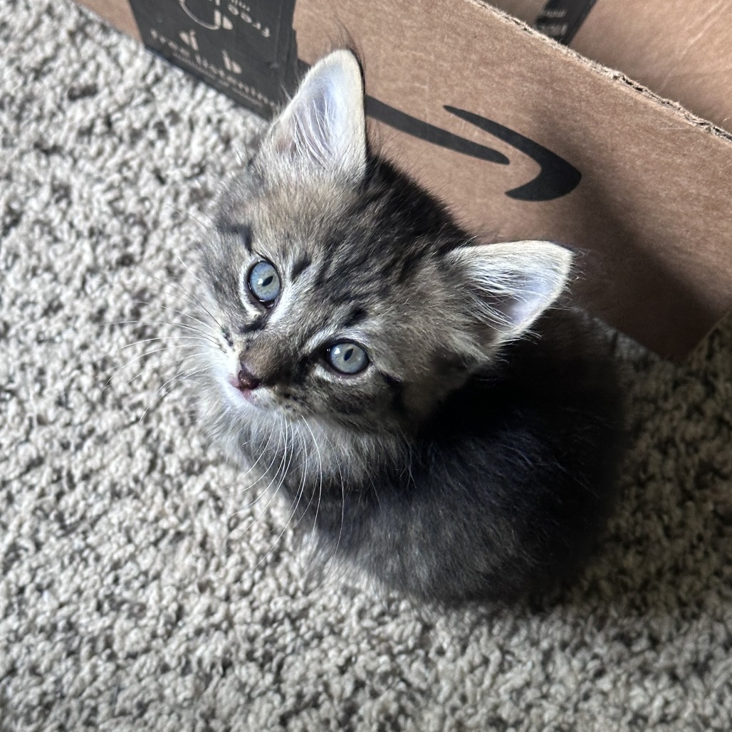 Shelter Stray Female Cat last seen , 2350 Appling City Cove, Memphis, TN 38133, USA