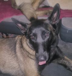 Lost Female Dog last seen WALMARTSUPER CENTER IN PORTER RANCH,CA, Los Angeles, CA 91326