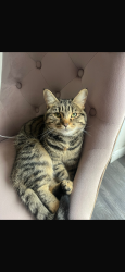 Lost Female Cat last seen Pontardawe, Pontardawe, Wales 