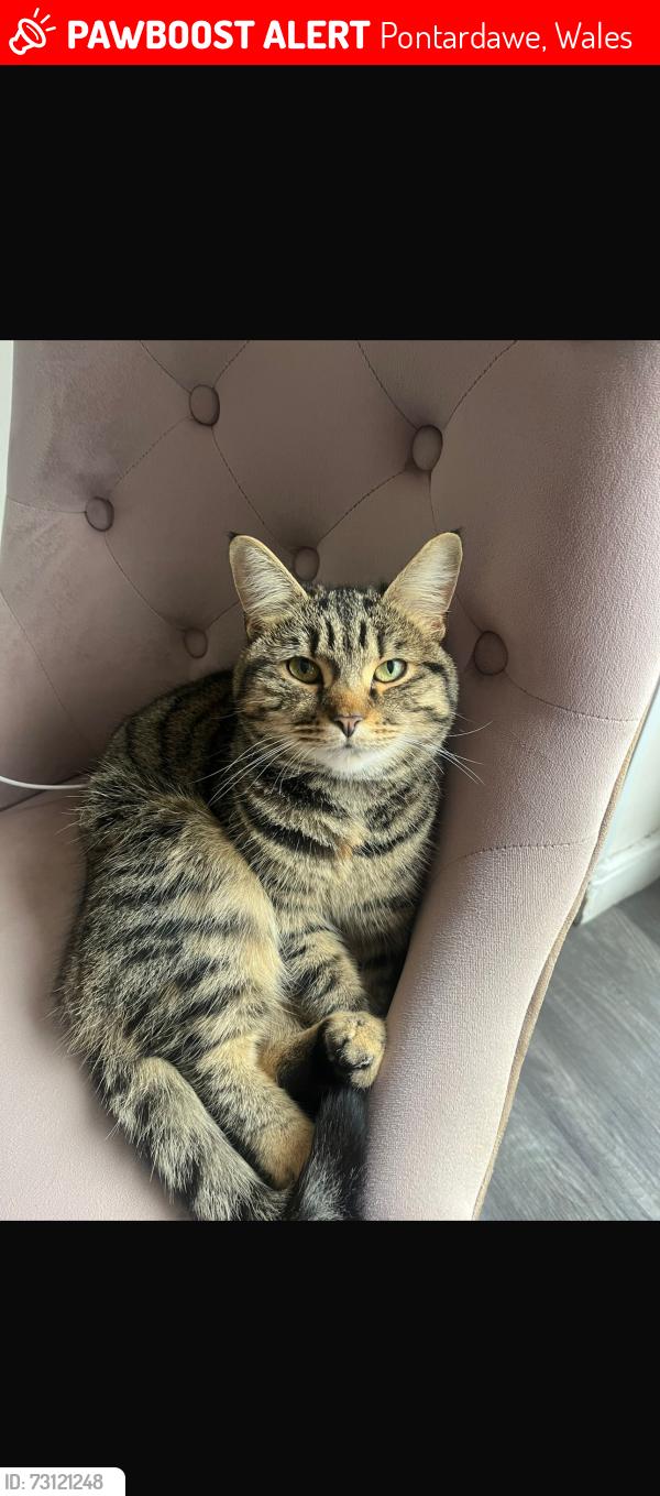 Lost Female Cat last seen Pontardawe, Pontardawe, Wales 