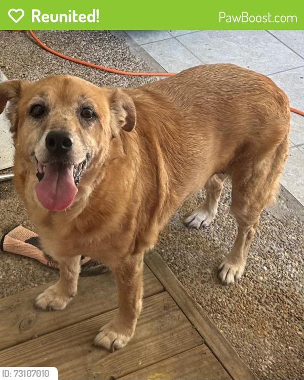 Reunited Unknown Dog last seen Countrywood, Memphis, TN 38016
