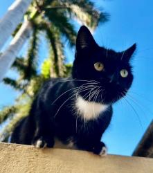 Reunited Male Cat last seen 10th and Pennsylvania Ave, Miami Beach, FL 33139