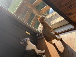 Lost Male Cat last seen Near and 3345, West Liberty, KY 41472
