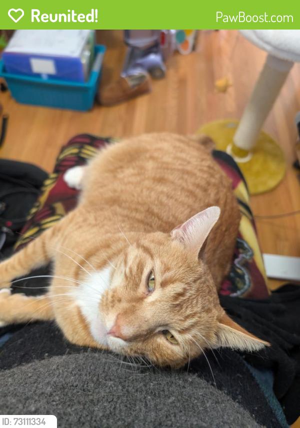 Reunited Male Cat last seen Washington park, Escondido, CA 92027