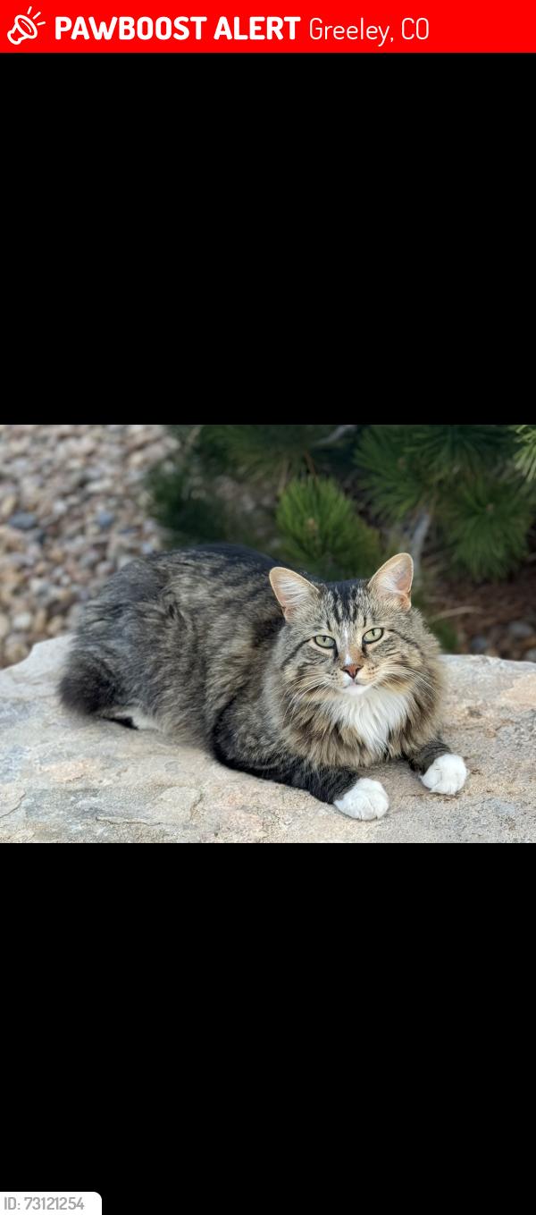 Lost Male Cat last seen Near west 12th street by boomerang s, Greeley, CO 80634