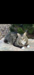 Lost Male Cat last seen Near west 12th street by boomerang s, Greeley, CO 80634