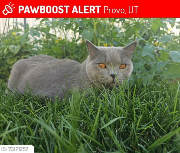 Lost Male Cat last seen Provo, Provo, UT 84602