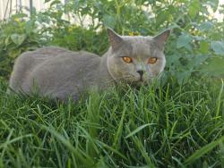 Lost Male Cat last seen Provo, Provo, UT 84602