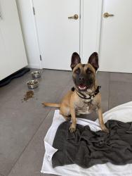 Found/Stray Male Dog last seen Olympic and Crenshaw, Los Angeles, CA 90019