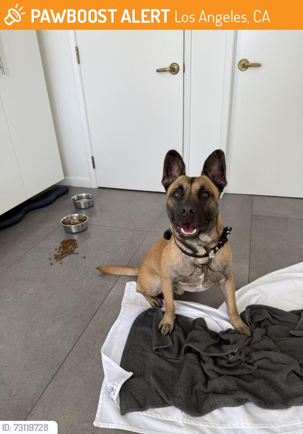 Found/Stray Male Dog last seen Olympic and Crenshaw, Los Angeles, CA 90019