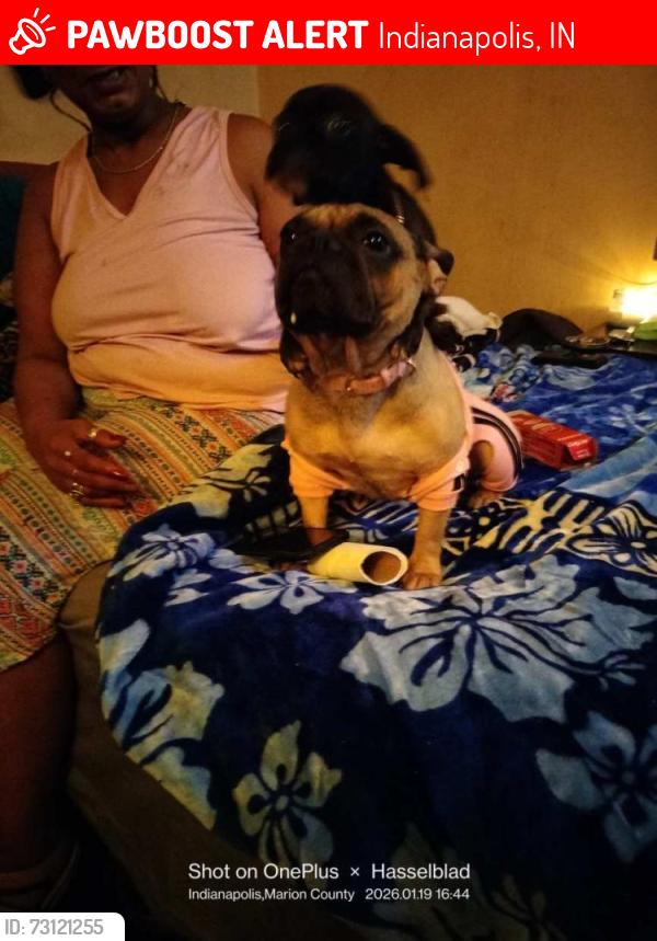 Lost Female Dog last seen 38th & post rd. Serenity park apts, Indianapolis, IN 46204