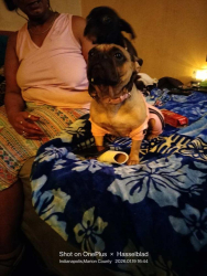 Lost Female Dog last seen 38th & post rd. Serenity park apts, Indianapolis, IN 46204