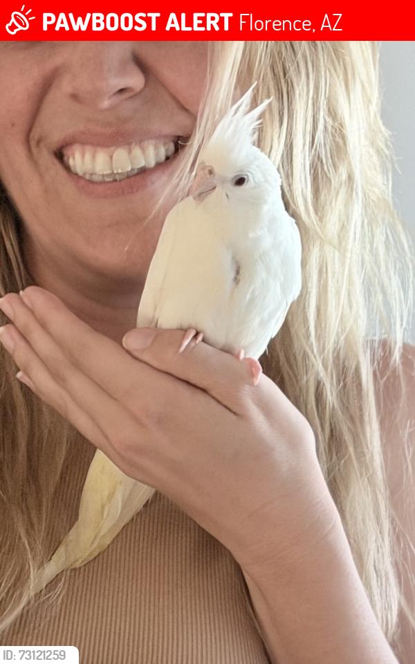 Lost Female Bird last seen Crestfield Manor, Florence, AZ 85132