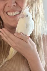 Lost Female Bird last seen Crestfield Manor, Florence, AZ 85132