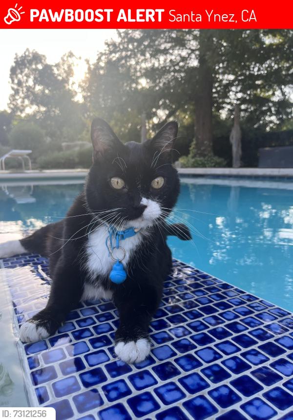 Lost Male Cat last seen Country Road, Santa Ynez, CA 93460