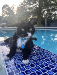 Lost Male Cat last seen Country Road, Santa Ynez, CA 93460