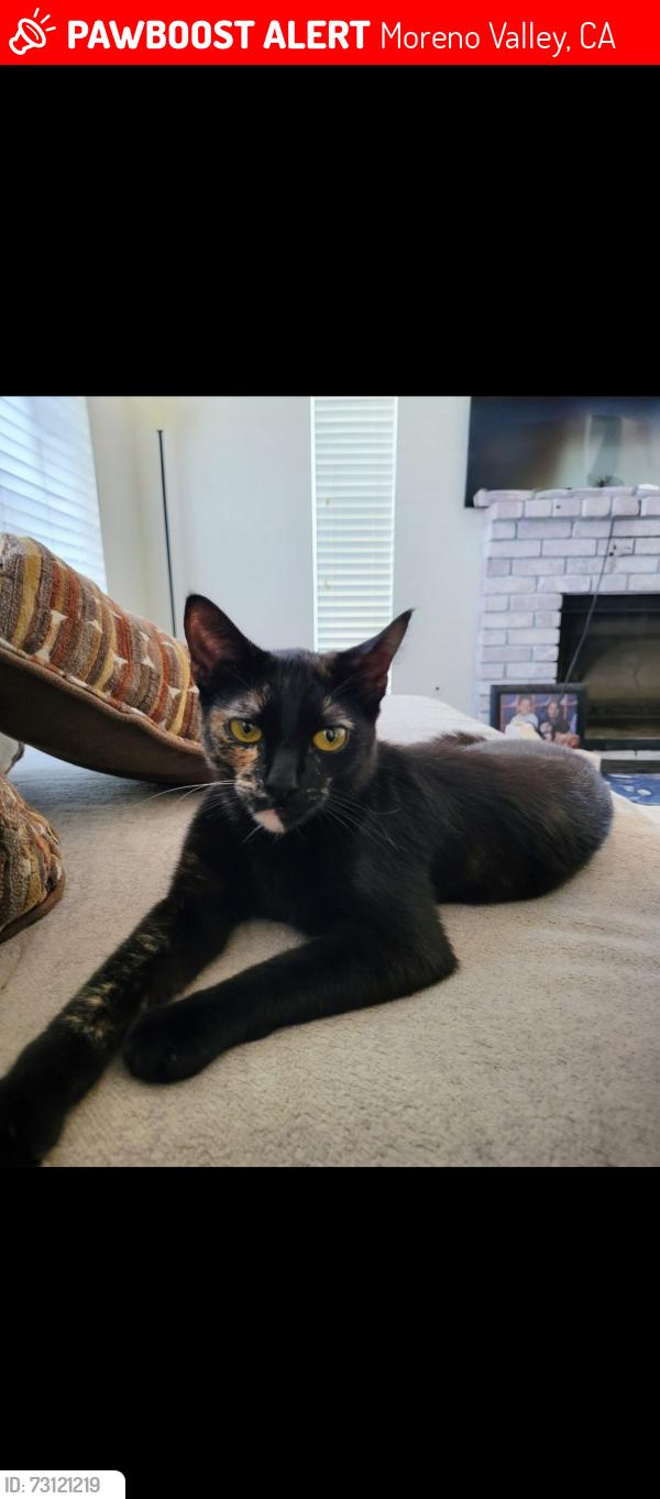 Lost Female Cat last seen Deercreek Rd / Waterfall Circle / Whitewater Rd, Moreno Valley, CA 92557