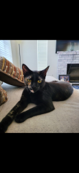Lost Female Cat last seen Deercreek Rd / Waterfall Circle / Whitewater Rd, Moreno Valley, CA 92557