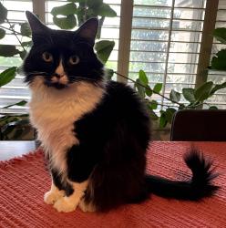 Reunited Female Cat last seen Rural Road and Whitten Street, Chandler, AZ 85226