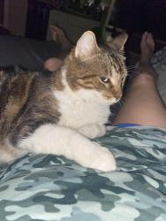 Lost Male Cat last seen Virginia Colony, Webster, TX 77598