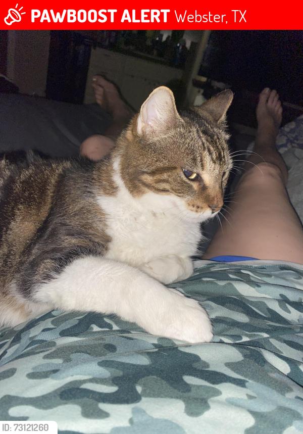 Lost Male Cat last seen Virginia Colony, Webster, TX 77598