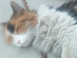 Found/Stray Female Cat last seen Ft. Apache and Warm Springs, Las Vegas, NV 89148