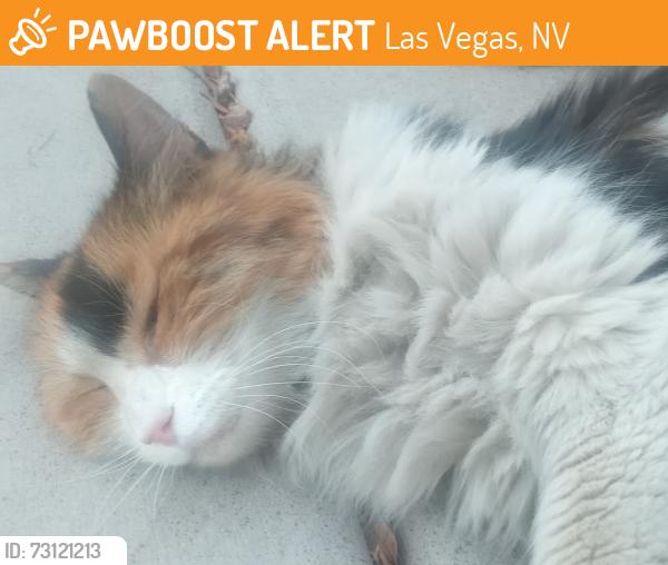 Found/Stray Female Cat last seen Ft. Apache and Warm Springs, Las Vegas, NV 89148