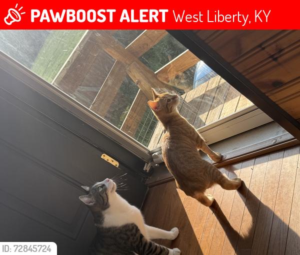 Lost Male Cat last seen Near and 3345, West Liberty, KY 41472