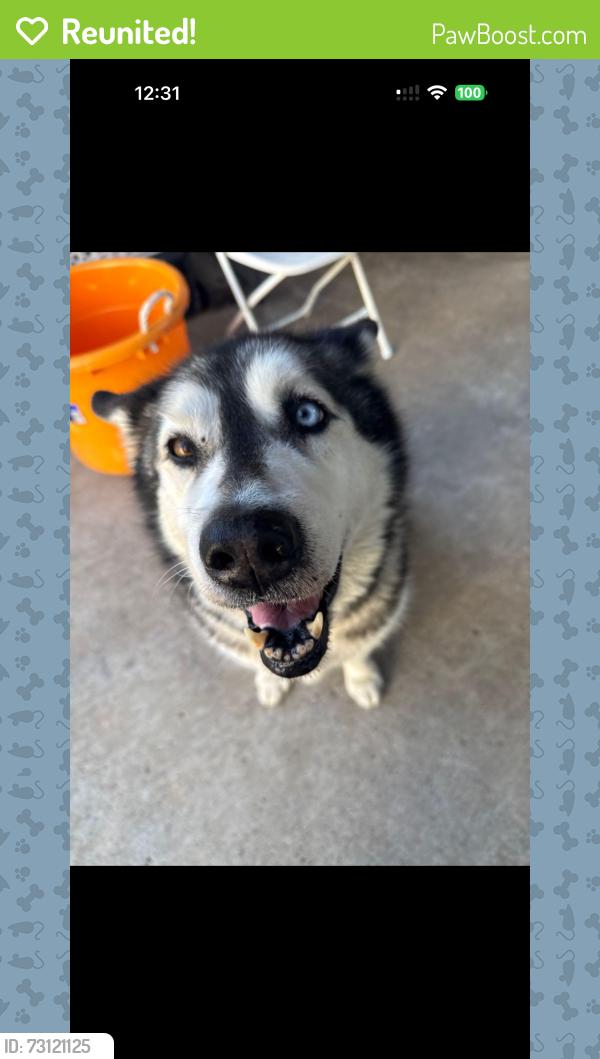 Reunited Female Dog last seen Riverside and Vernon st, Roseville, CA 95678