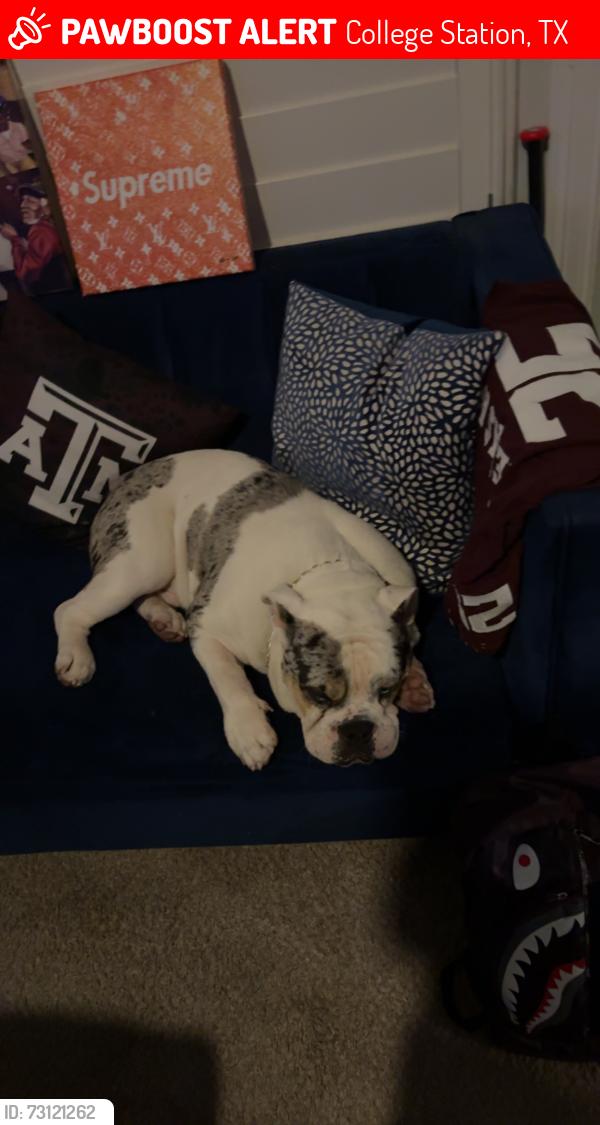 Lost Male Dog last seen Victoria Ave, Eagle Ave, College Station, TX 77845