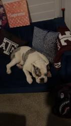 Lost Male Dog last seen Victoria Ave, Eagle Ave, College Station, TX 77845