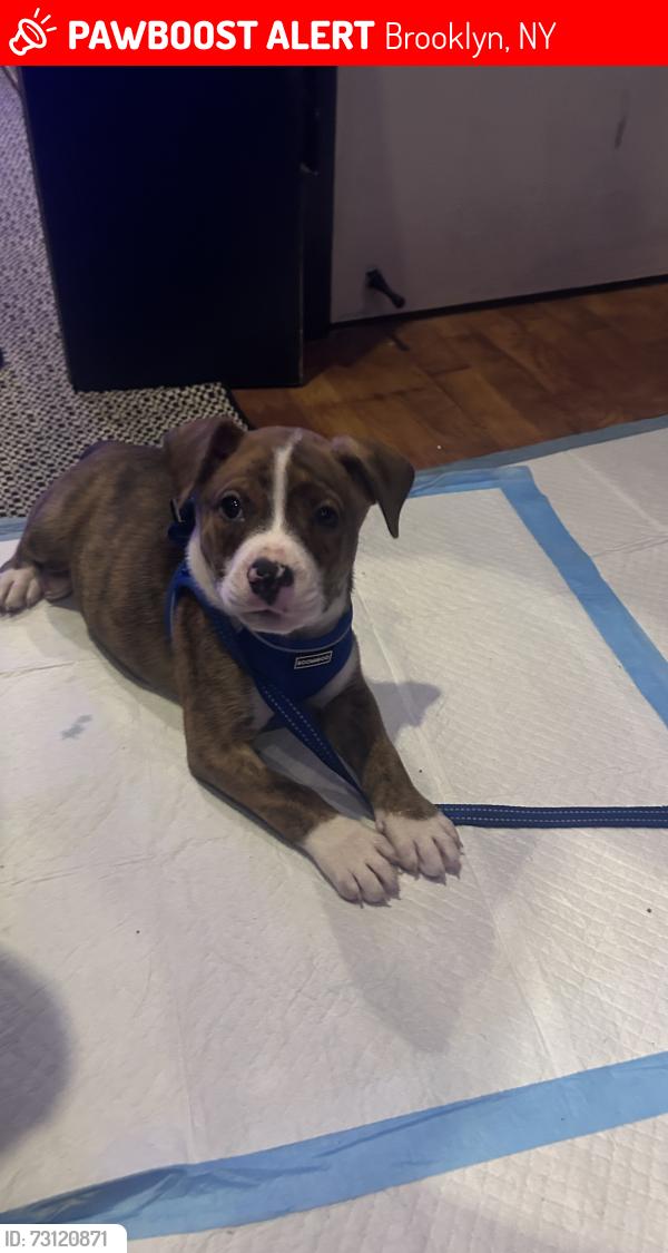 Lost Male Dog last seen Rochester Ave and Buffalo Ave, Brooklyn, NY 11213