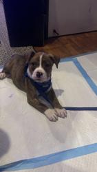 Lost Male Dog last seen Rochester Ave and Buffalo Ave, Brooklyn, NY 11213