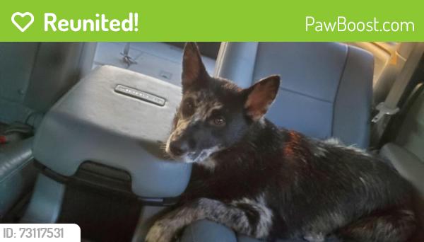 Reunited Female Dog last seen Chase Park Dr. and SH 146 Bacliff, TX, Texas City, TX 77539