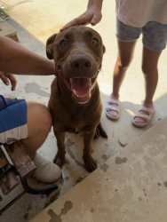 Found/Stray Male Dog last seen SW 66th and Villa, Oklahoma City, OK 73159