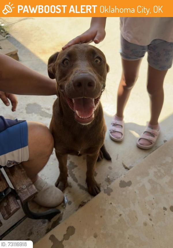 Found/Stray Male Dog last seen SW 66th and Villa, Oklahoma City, OK 73159
