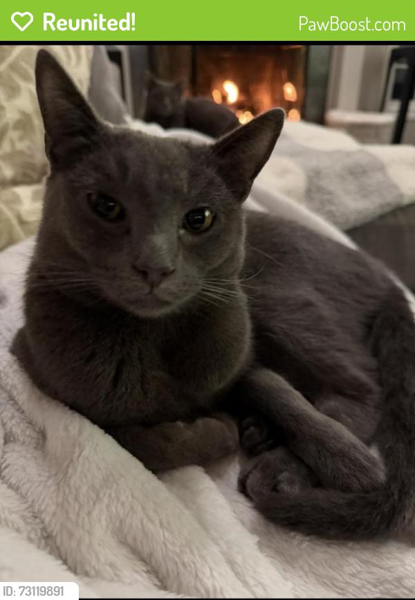 Reunited Male Cat last seen Hillsborough Park, Roseville, CA 95746