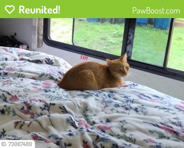 Reunited Female Cat last seen Beecham RV Park, Blanchard, OK 73010