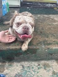 Reunited Male Dog last seen Kilburn Ave, Rockford, IL 61103