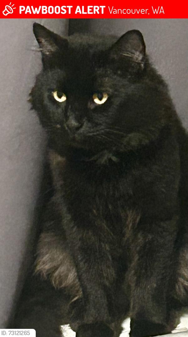 Lost Male Cat last seen 164th and SE 15th St, Vancouver, WA 98683