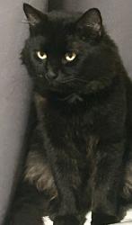 Lost Male Cat last seen 164th and SE 15th St, Vancouver, WA 98683